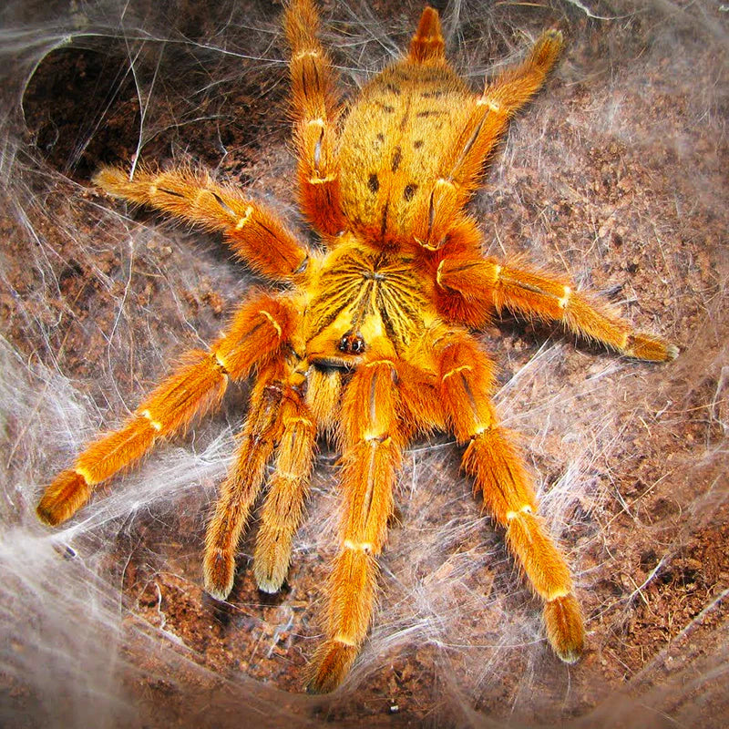 Orange Baboon Tarantula (Pterinochilus murinus)