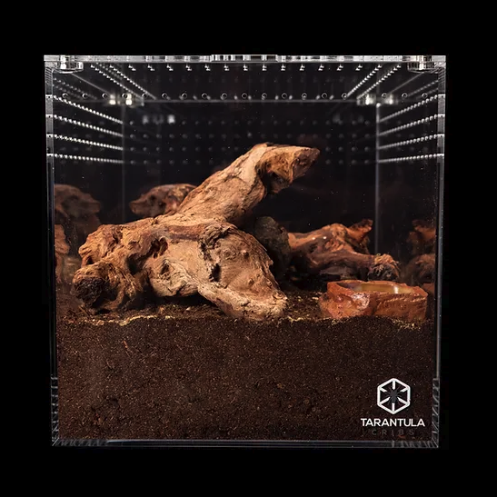 TARANTULA CRIBS - Cube 4 x4