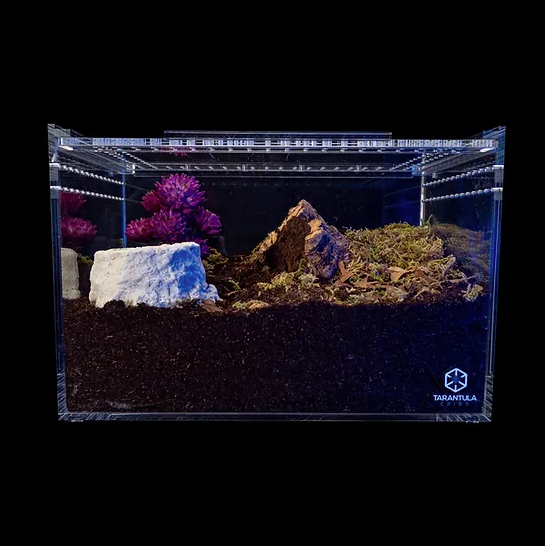 Large Slider Crib - Clear Bottom