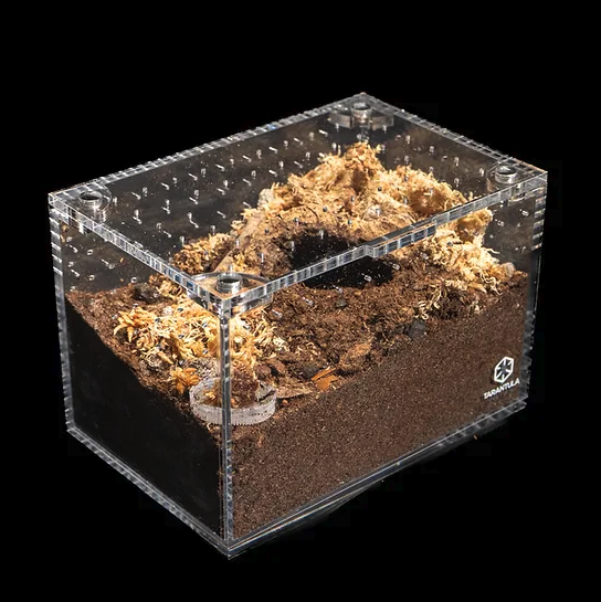 TARANTULA CRIBS - Small Terrestrial Cuboid