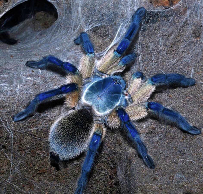Socotra Island Blue Baboon Tarantula (Monocentropus balfouri)