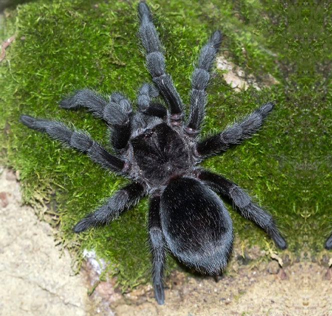 Brazilian Black Tarantula (Grammostola pulchra)