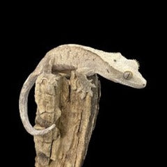 JUVENILE BRINDLE DALMATIAN CRESTED GECKO