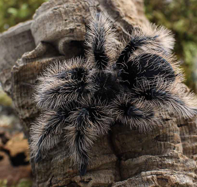 Curly Hair Tarantula (Tliltocatl albopilosus)