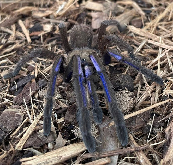Electric Blue Tarantula (Chilobrachys natanicharum)
