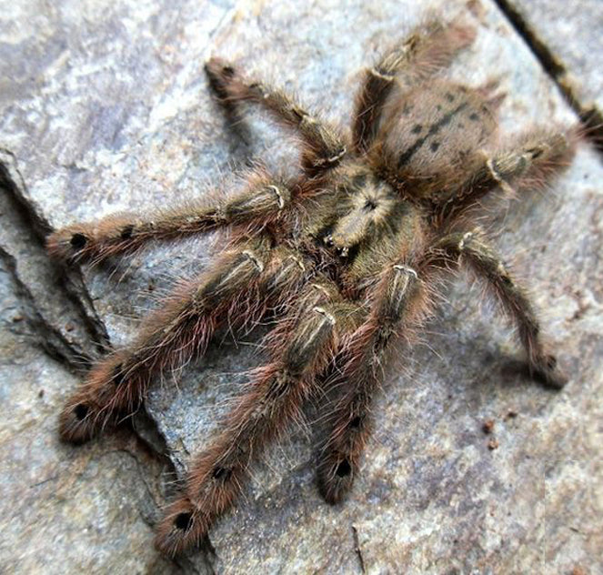 Featherleg Baboon Tarantula (Stromatopelma calceatum)
