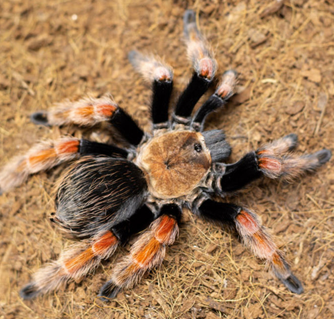 Mexican Fireleg Tarantula (Brachypelma boehmi)