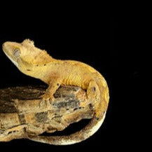 JUVENILE FLAME DALMATIAN CRESTED GECKO