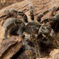 Cameroon Red Baboon Tarantula (Hysterocrates gigas)