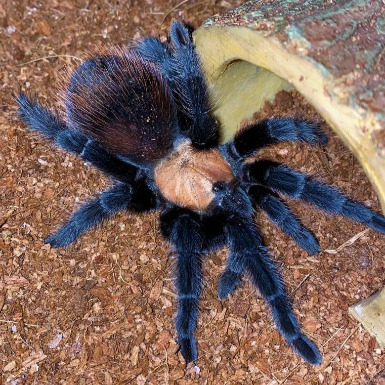 Mexican Golden Red Rump Tarantula (Brachypelma albiceps)