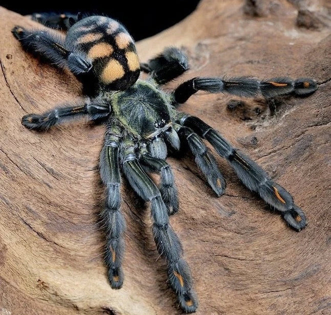 Venezuelan Suntiger Tarantula (Psalmopoeus irminia)