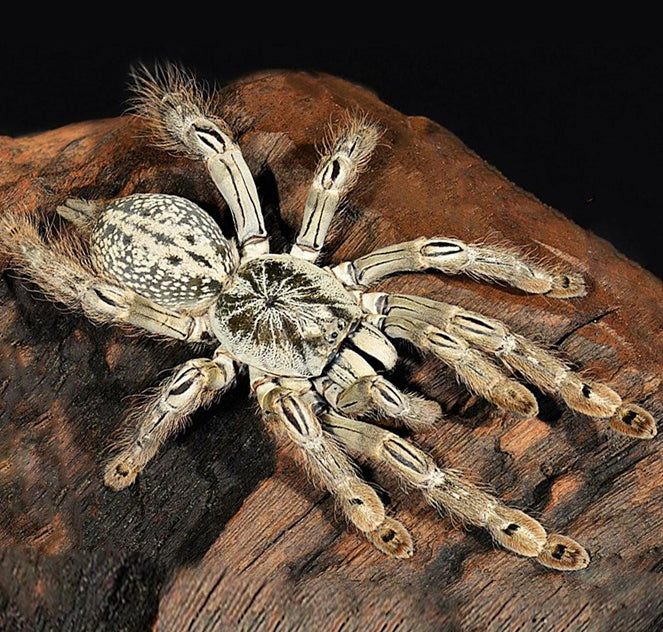 Ornamental Baboon Tarantula (Heteroxcodra Maculata)