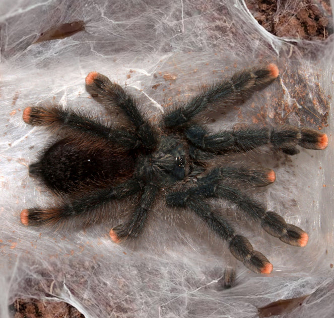 Pink Toe Tarantula (Avicularia aviculari)