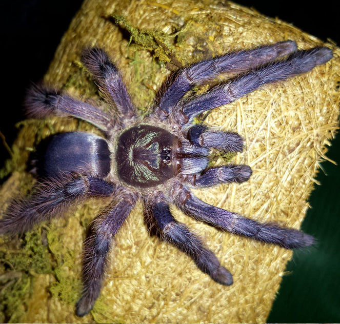 Purple Tree Tarantula (Tapinauchenius violaceus)