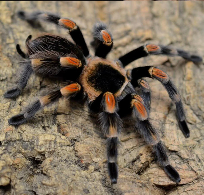 Mexican Red-Knee Tarantula (Brachypelma smithi)