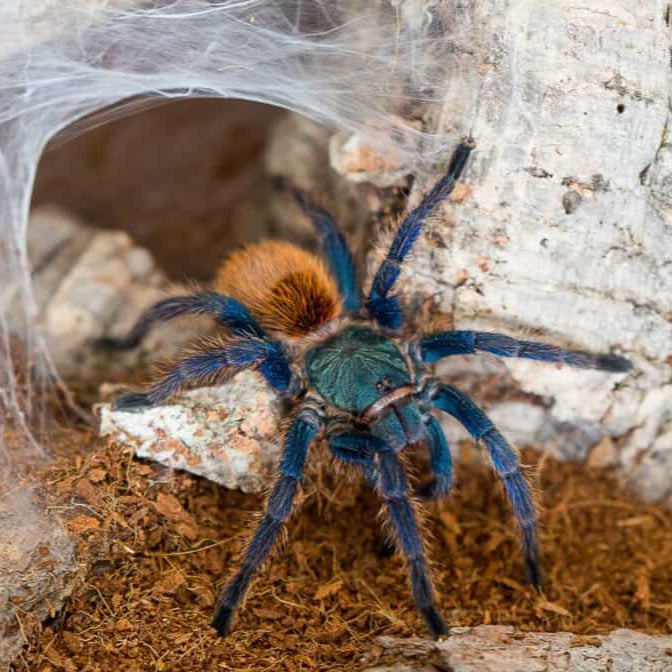 Greenbottle Blue Tarantula (Chromatopelma cyaneopubescens)