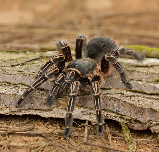 Stripe Knee Tarantula (Aphonopelma seemanni)
