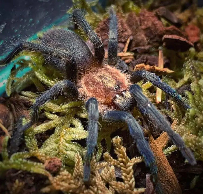 Trinidad Pink Tarantula (Holothele longipes)
