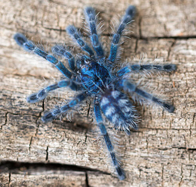 Antilles Pink Toe Tarantula (Caribena versicolor)