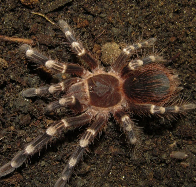 White Knee Tarantula (Acanthoscurria geniculata)