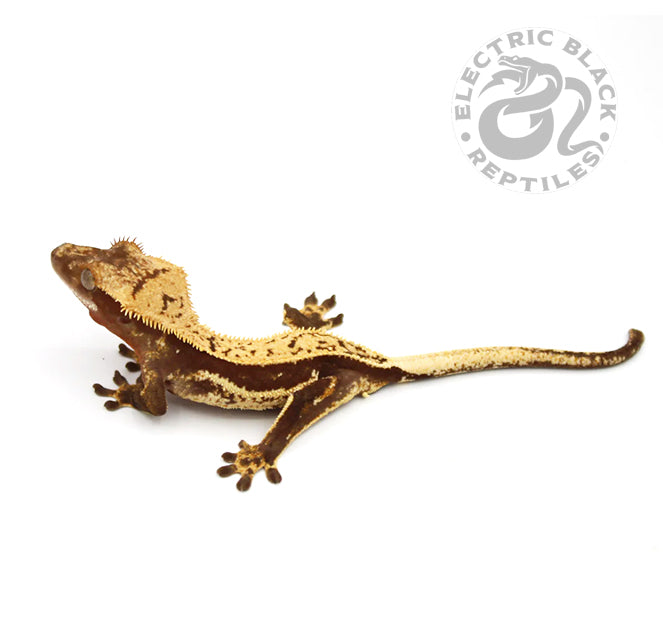Full Pinstripe Crested Gecko