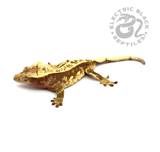 Pinstripe Harlequin Crested Gecko