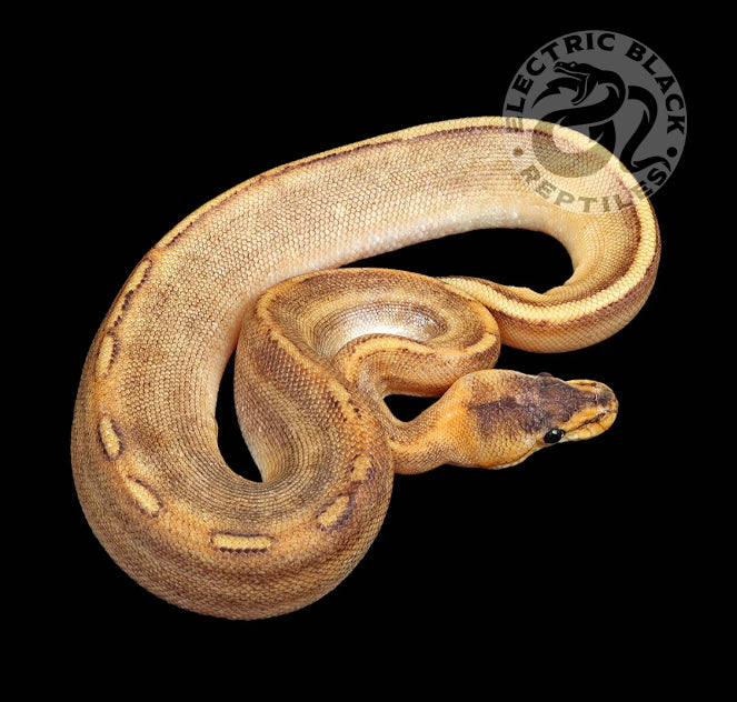 Champagne Ball Python ♀