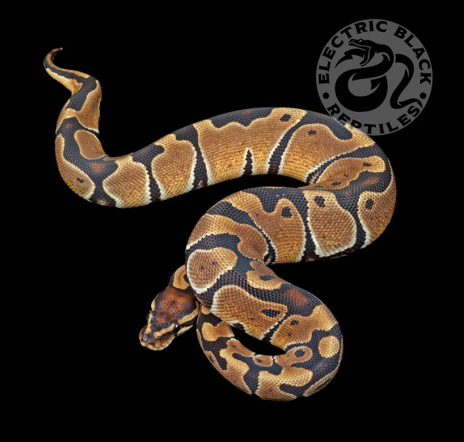 100% DH Albino Clown Ball Python ♀