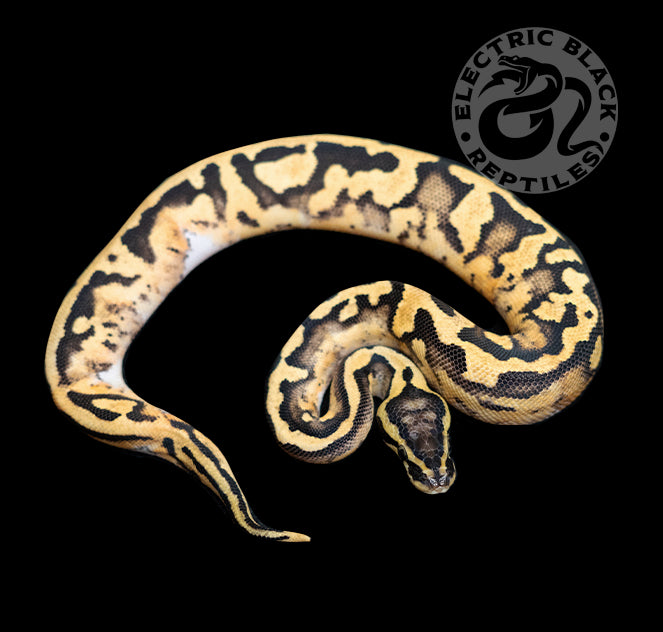 Pastel Pied - Low white - Ball Python ♂