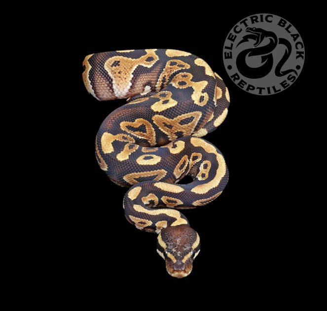 Phantom Yellow Belly Ball Python ♂