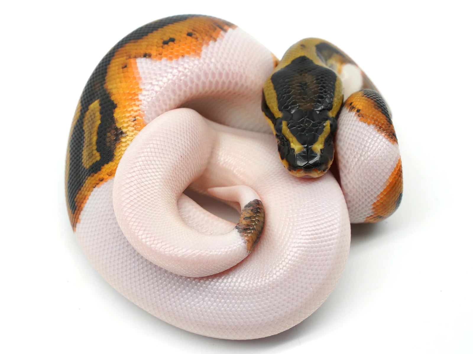 Ball Pythons – ElectricBlack