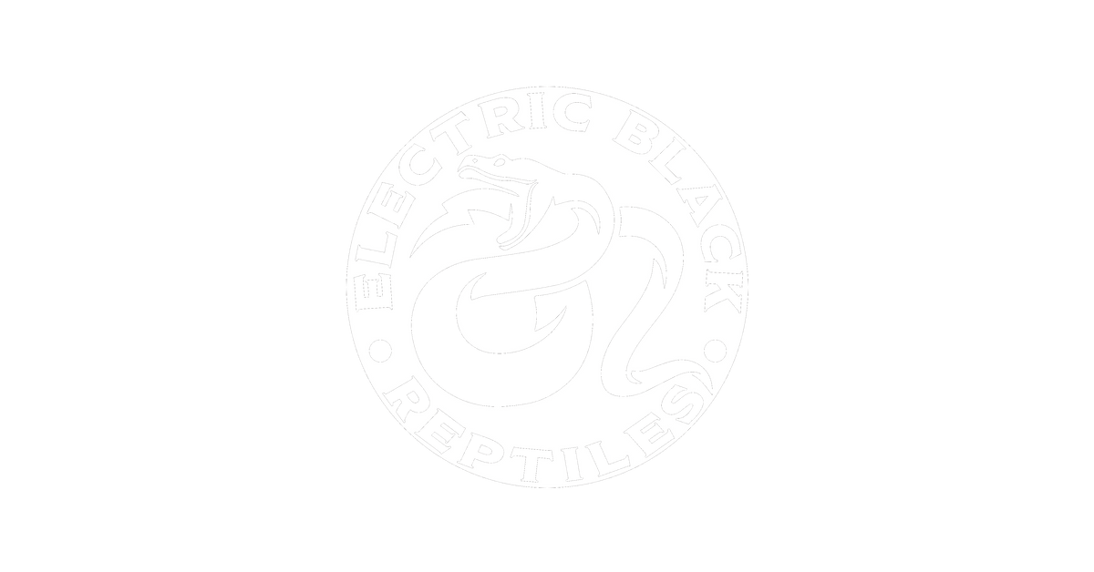 Banana Piebald Ball Python ♂ – ElectricBlack