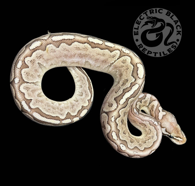 Pastel Bamboo Ball Python ♀ – ElectricBlack