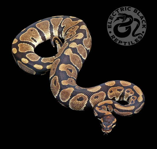 Ball Pythons – ElectricBlack