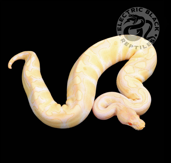 Albino Enchi Ball Python ♀ – ElectricBlack