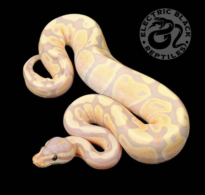 Banana Ball Python