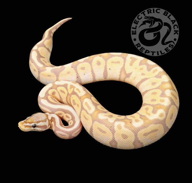 Pastel Snake