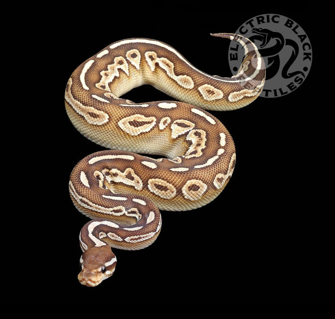 Butter Ball Python