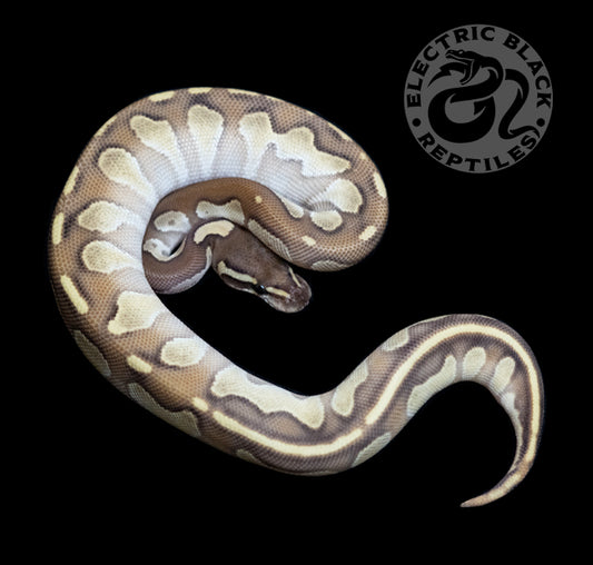 Ball Pythons – ElectricBlack