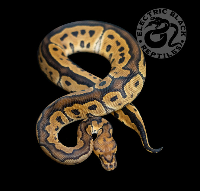 Clown Ball Python ♂ – ElectricBlack