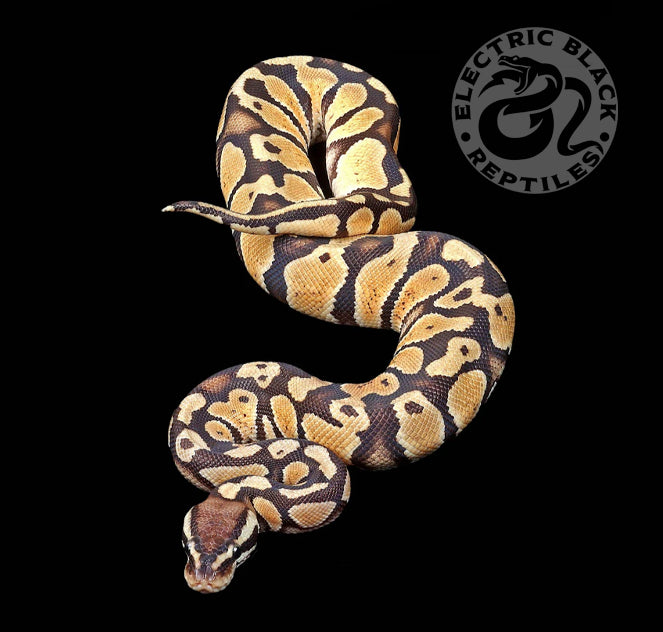 Patternless Ghost Ball Python Pastel 100% Het. Ghost Ball Python ♂ – ElectricBlack