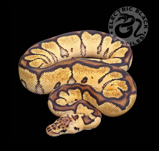 Pastel Clown Ball Python ♂ – ElectricBlack