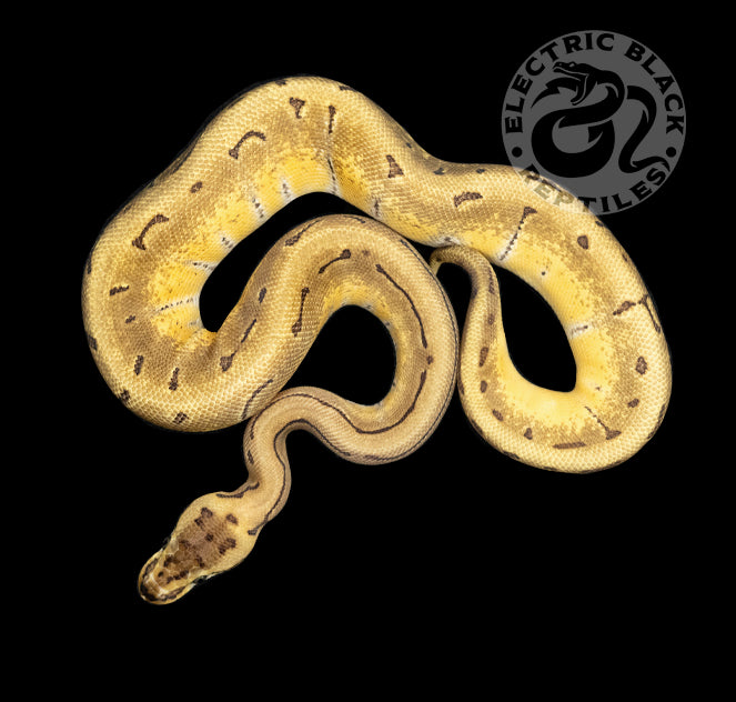 Super Enchi Pinstripe Ball Python ♀ – ElectricBlack