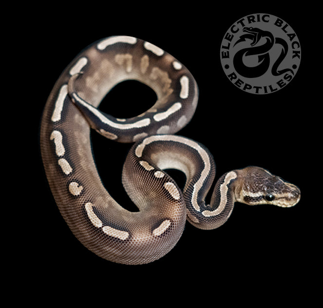 Super GHI Cinnamon 100% Het. Lavender Albino Ball Python – ElectricBlack